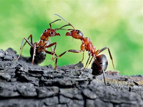 玉帶環腰意思 一群螞蟻